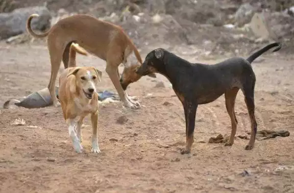 Dogs Disappear From Ekiti Streets As Residents Turn To Dog Meat.